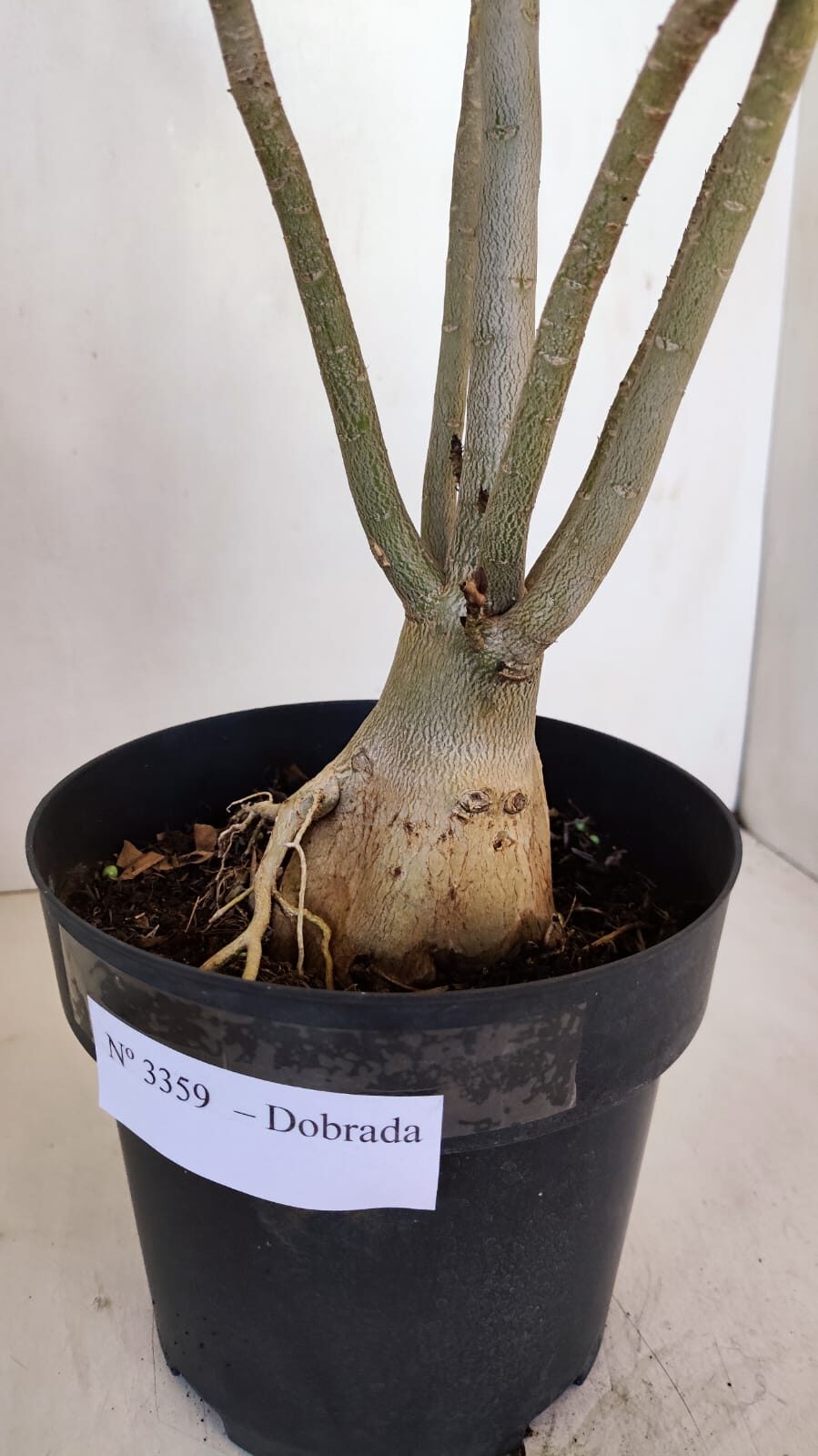 Planta Dobrada 3359 – 40cm – 4 anos - foto 8