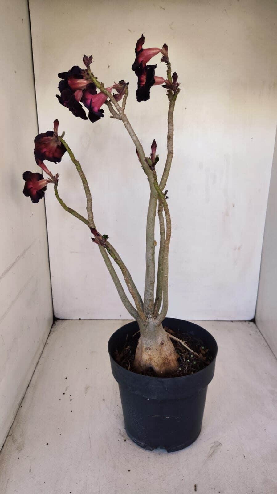 Planta Dobrada 3359 – 40cm – 4 anos - foto 7