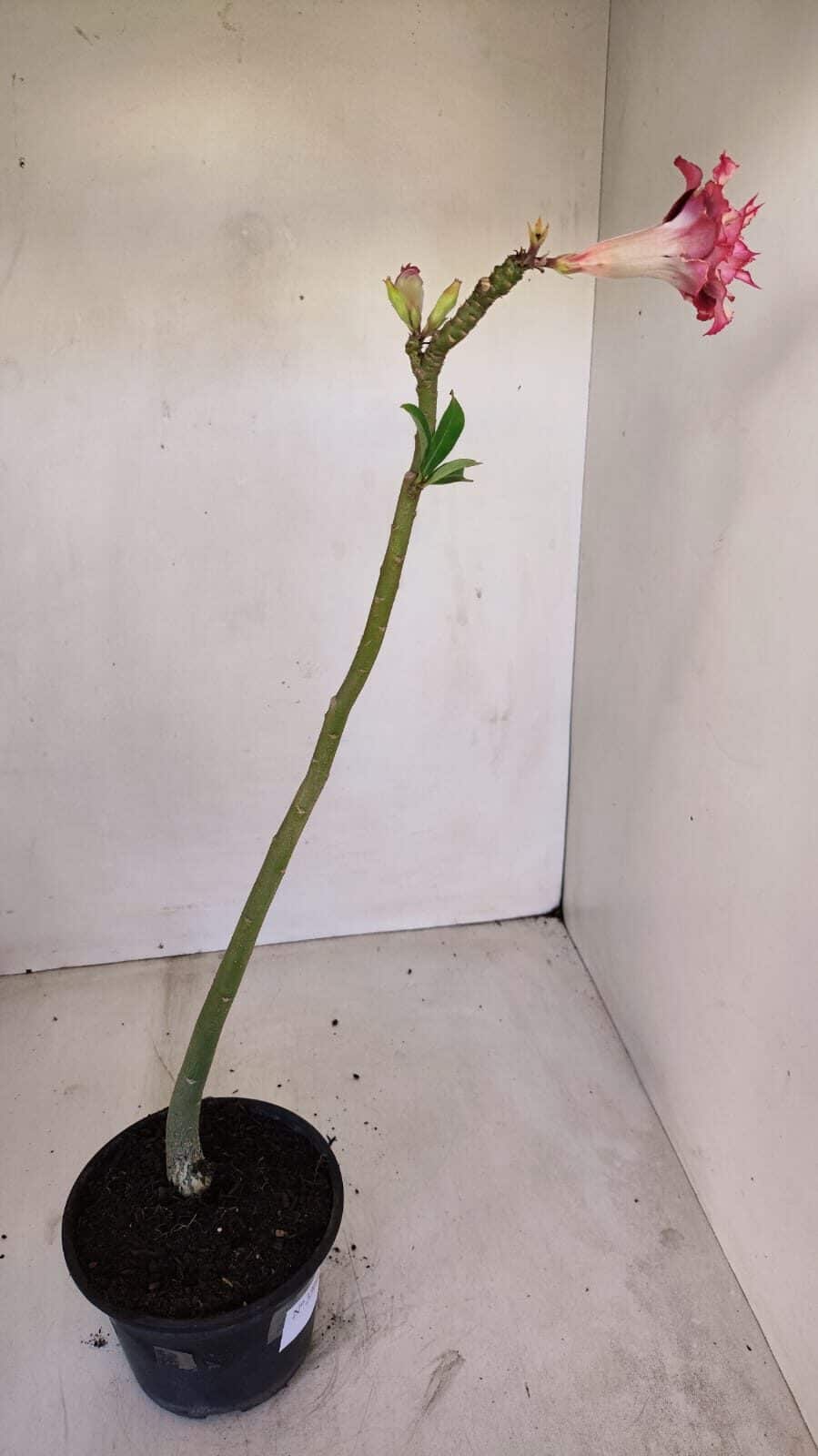 Planta Dobrada 3360 – 30cm – 2 anos - foto 5