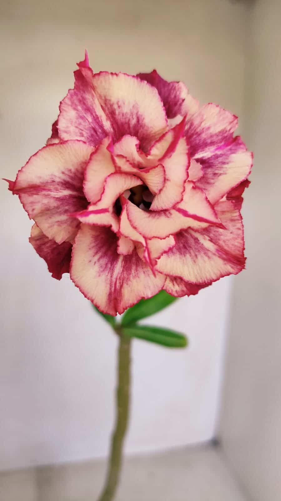Planta Dobrada 3360 – 30cm – 2 anos - foto 3