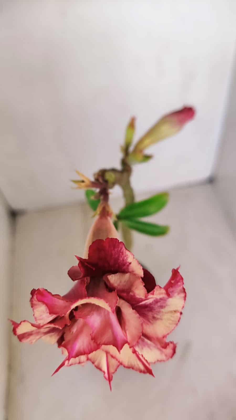 Planta Dobrada 3360 – 30cm – 2 anos - foto 4