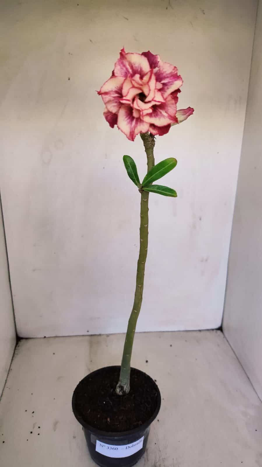 Planta Dobrada 3360 – 30cm – 2 anos - foto 2