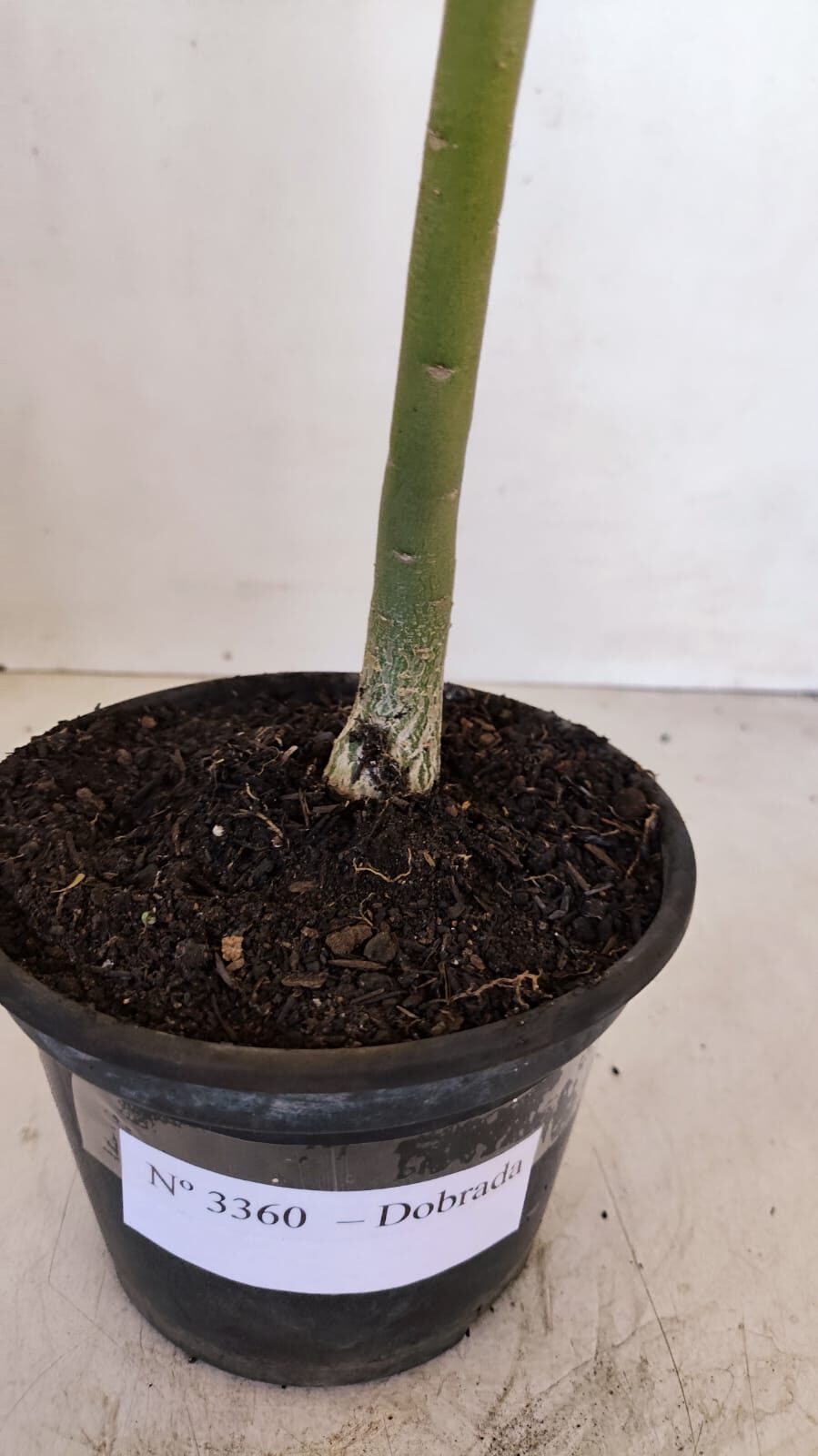 Planta Dobrada 3360 – 30cm – 2 anos - foto 7