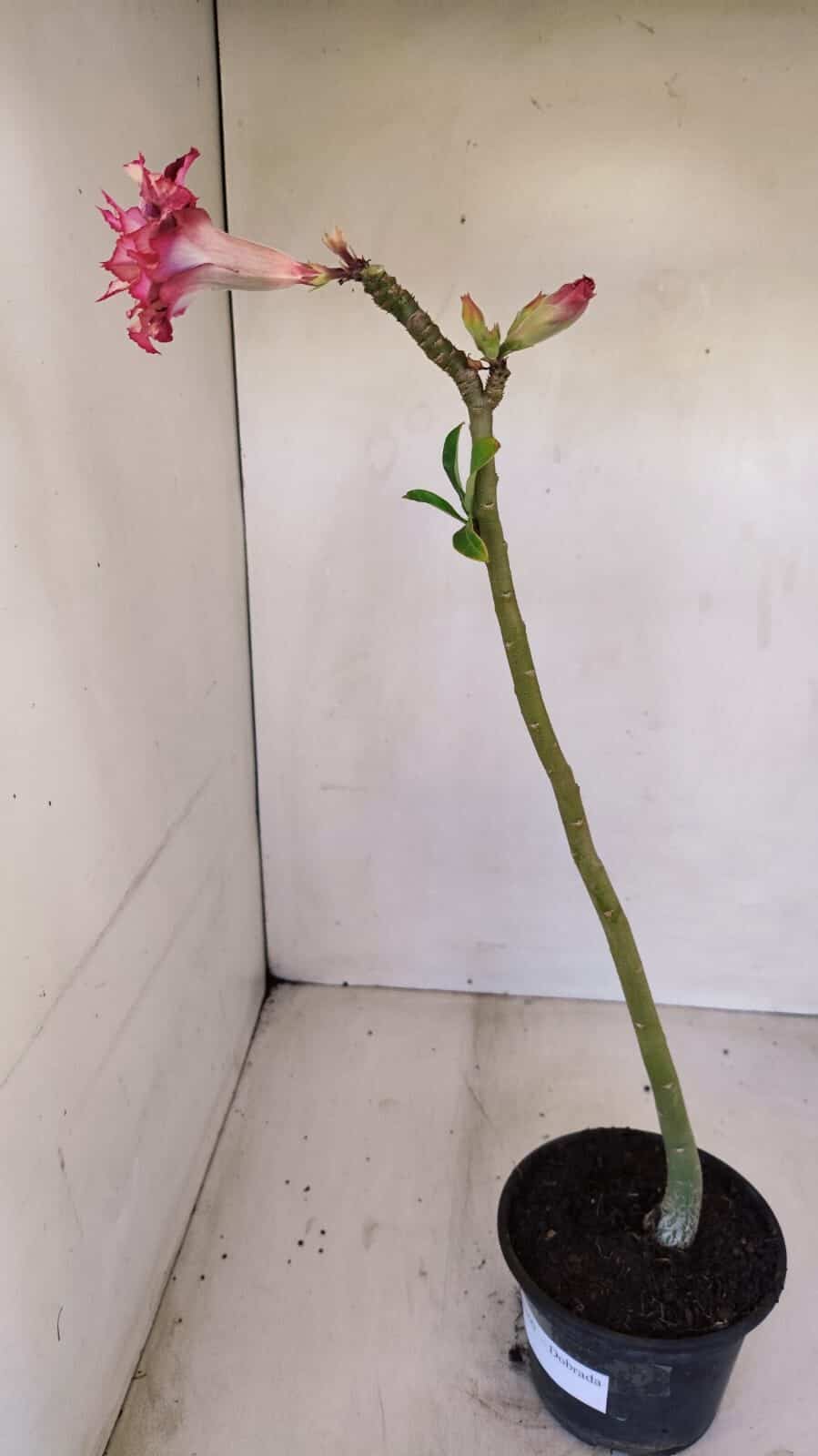 Planta Dobrada 3360 – 30cm – 2 anos - foto 6