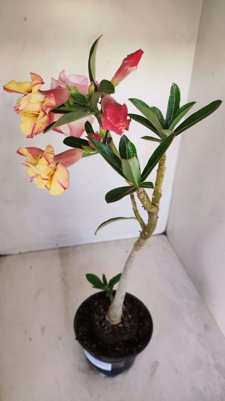 Planta Dobrada 3361 – 35cm – 3 anos - foto 2