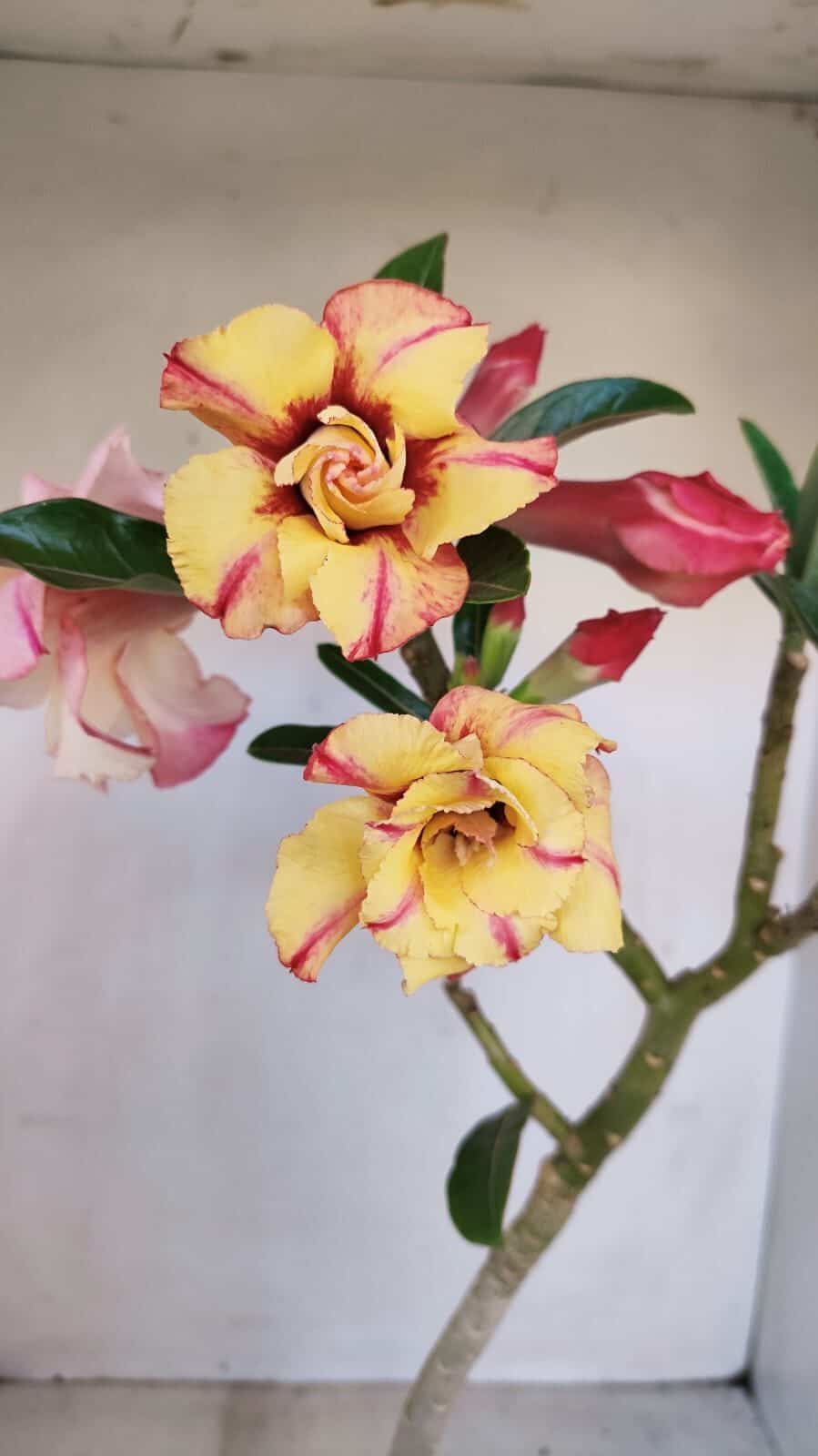 Planta Dobrada 3361 – 35cm – 3 anos - foto 4