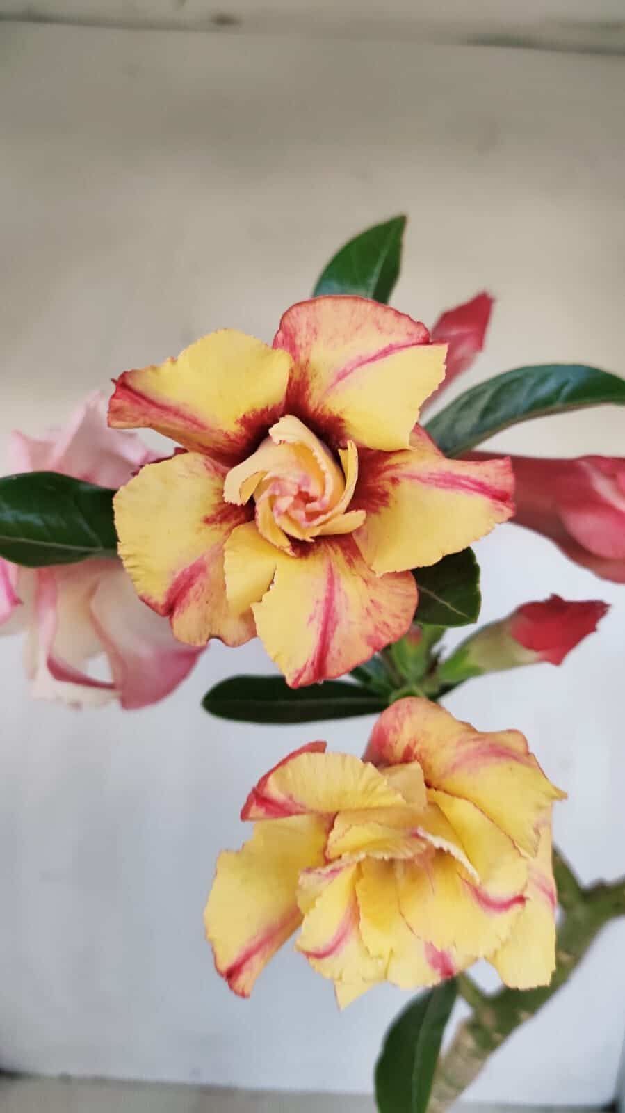 Planta Dobrada 3361 – 35cm – 3 anos - foto 3