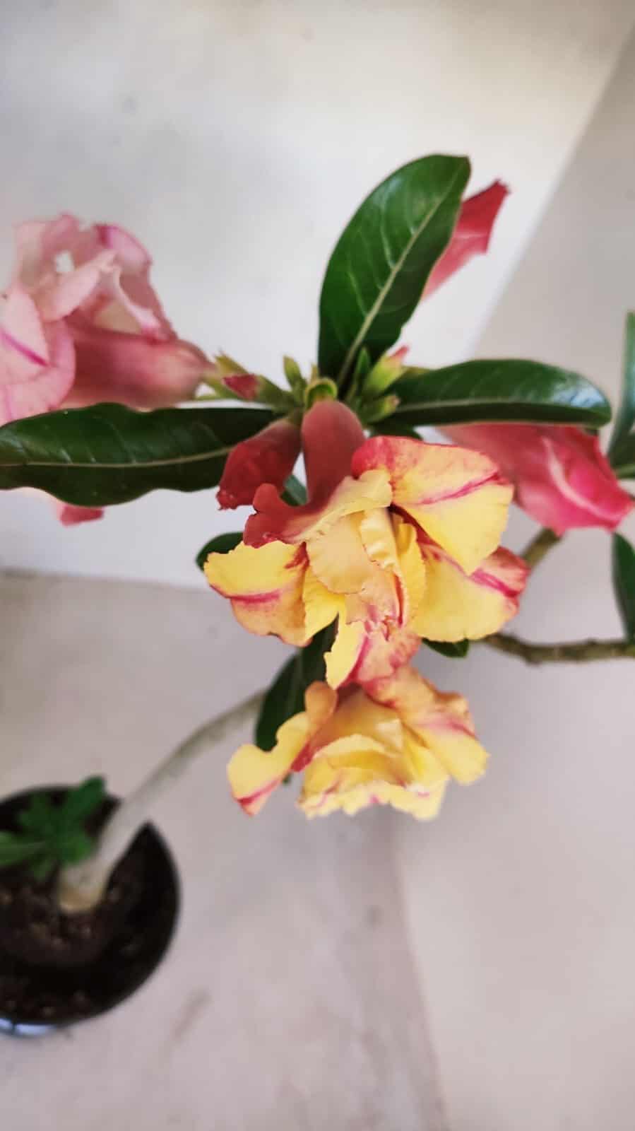 Planta Dobrada 3361 – 35cm – 3 anos - foto 5