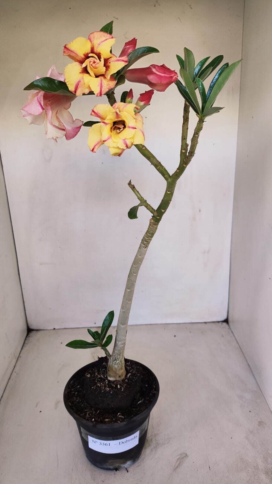Planta Dobrada 3361 – 35cm – 3 anos - foto 7