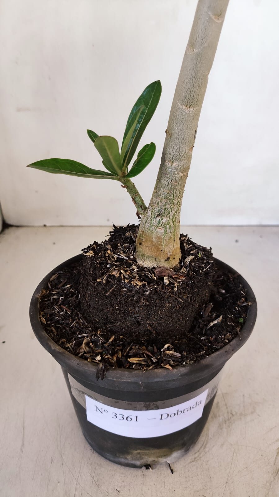 Planta Dobrada 3361 – 35cm – 3 anos - foto 6