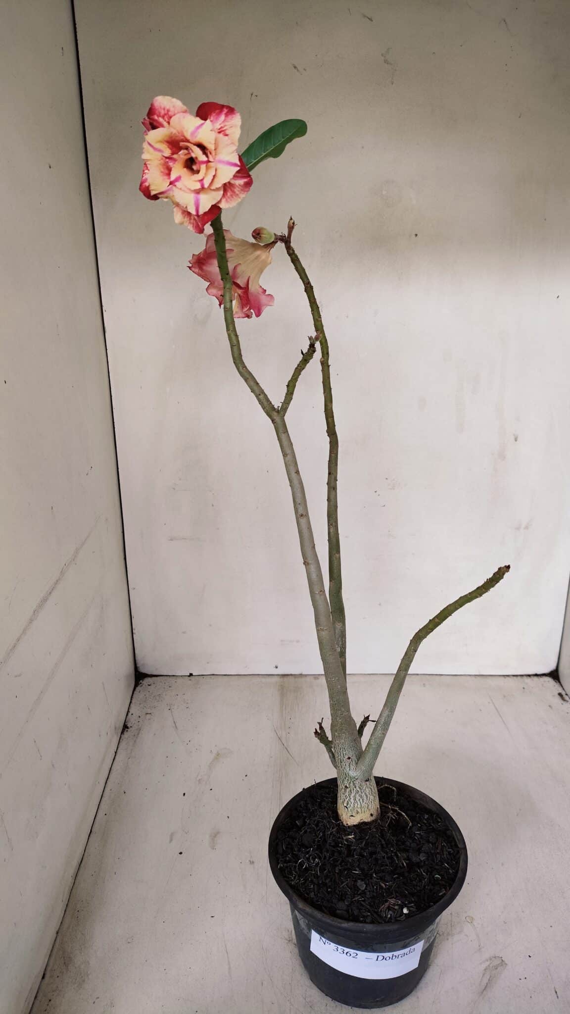 Planta Dobrada 3362 – 35cm – 03 anos - foto 2