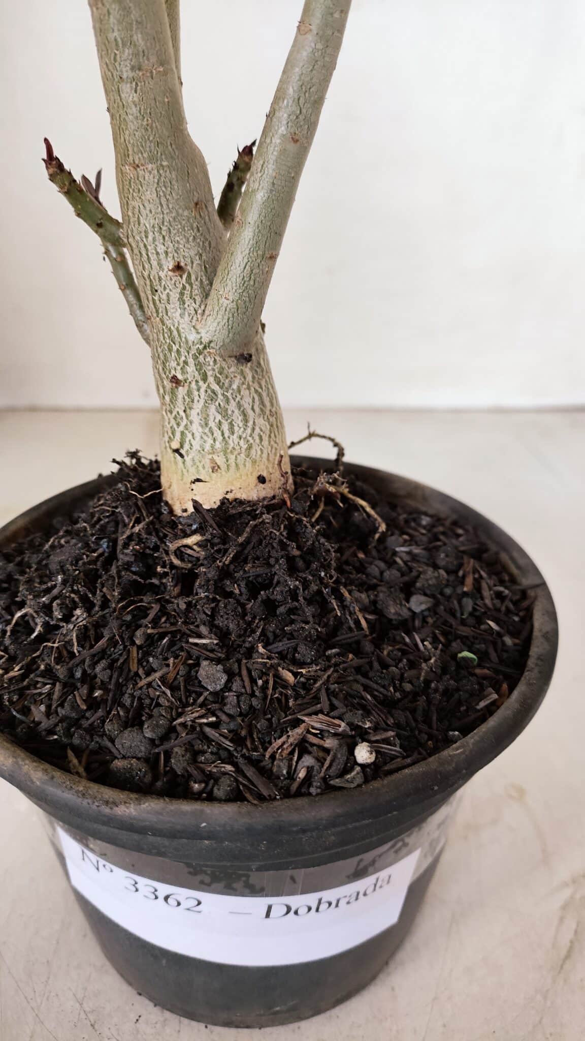 Planta Dobrada 3362 – 35cm – 03 anos - foto 6