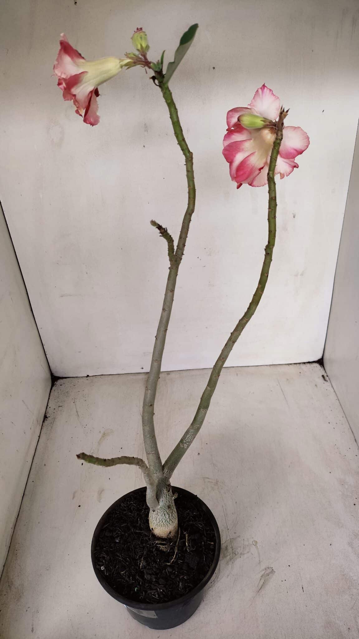Planta Dobrada 3362 – 35cm – 03 anos - foto 5