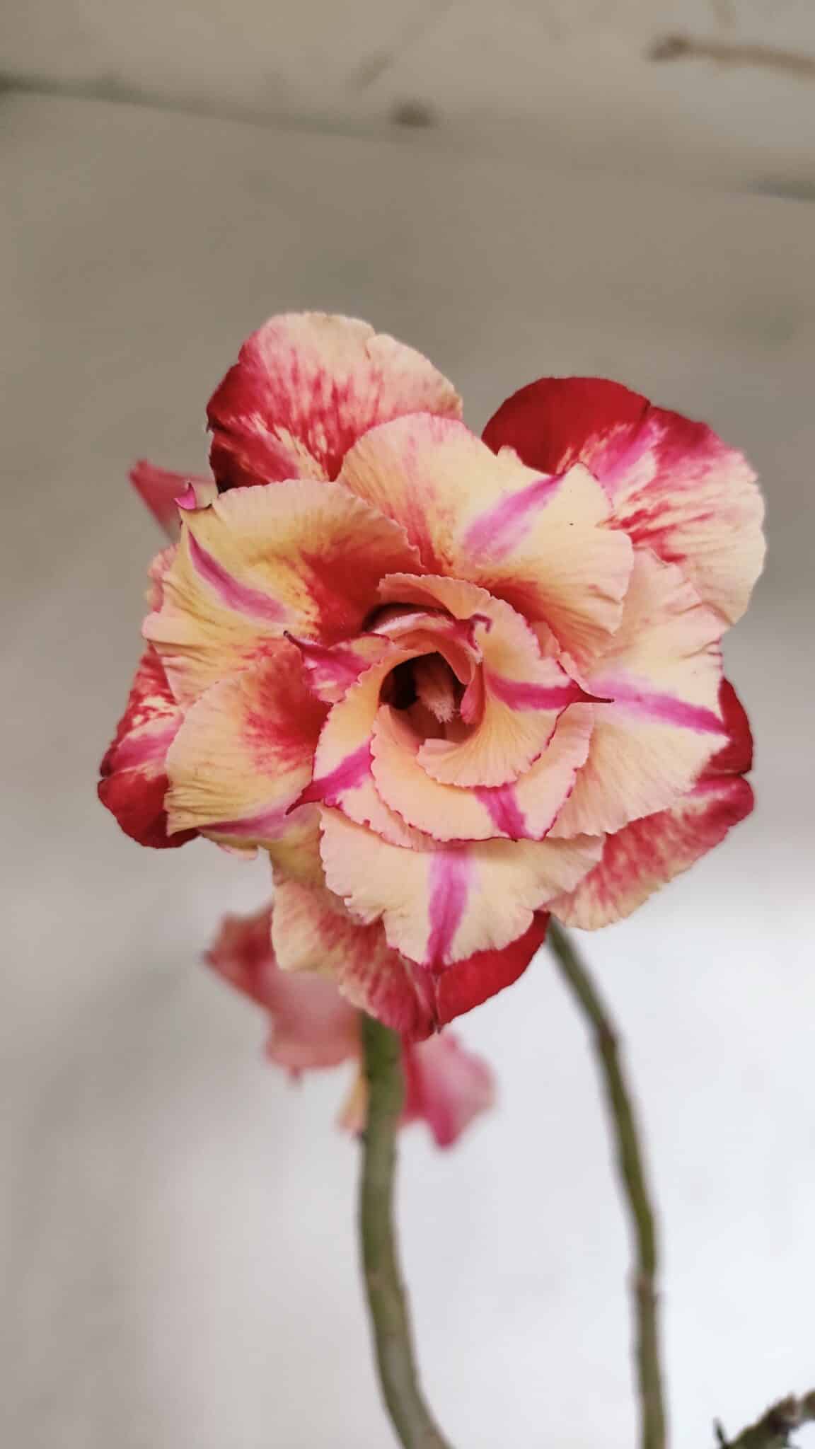 Planta Dobrada 3362 – 35cm – 03 anos - foto 3