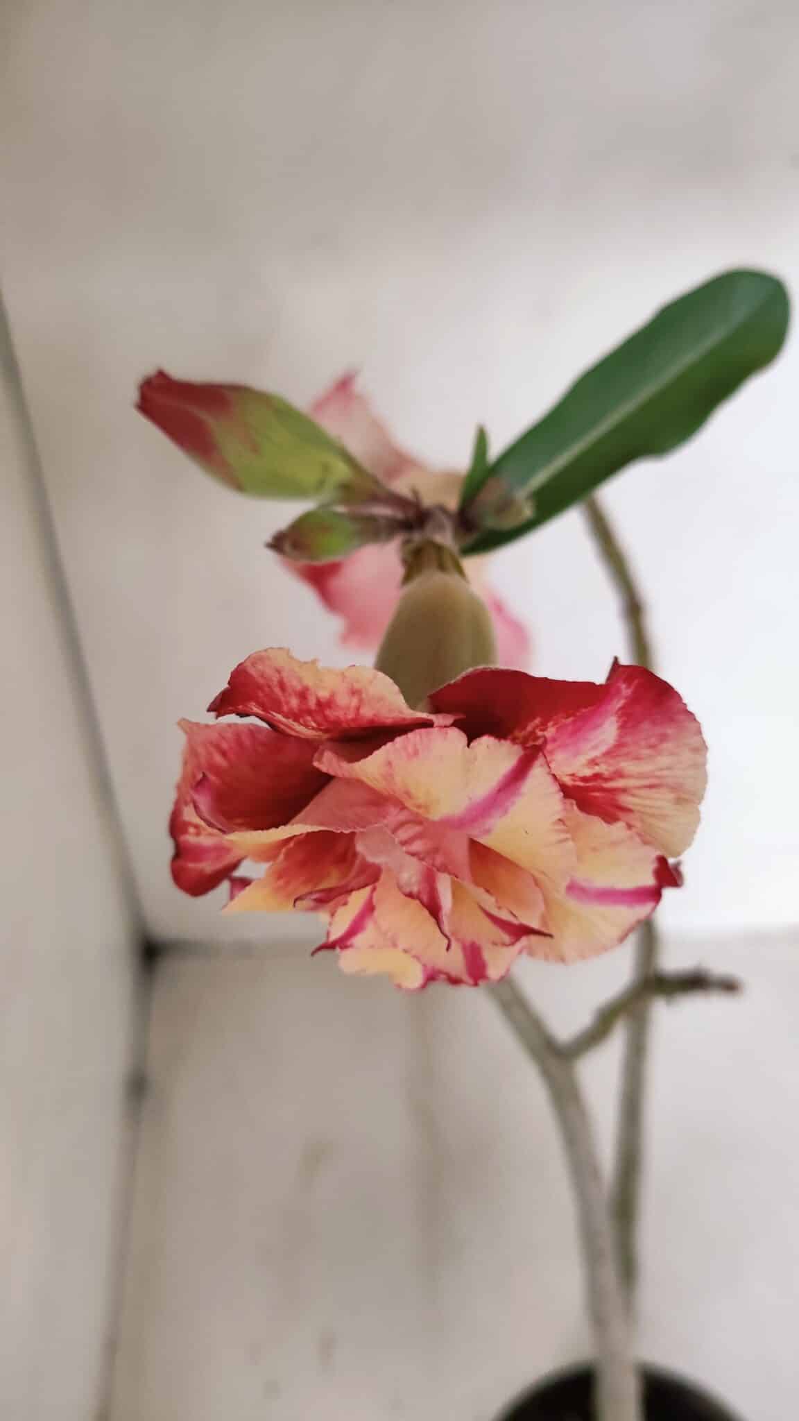 Planta Dobrada 3362 – 35cm – 03 anos - foto 4