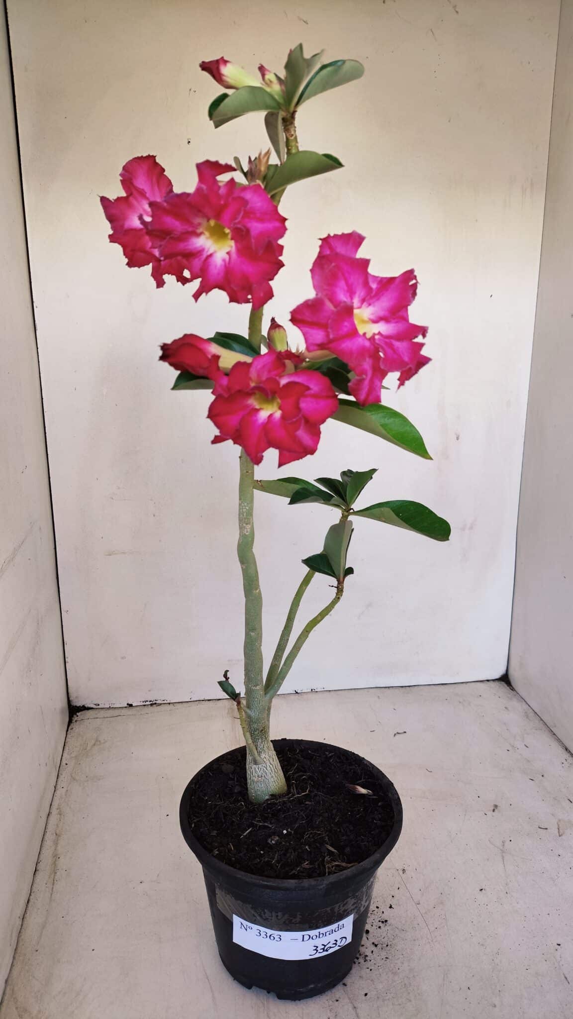 Planta Dobrada 3363 – 35cm – 02 anos - foto 2