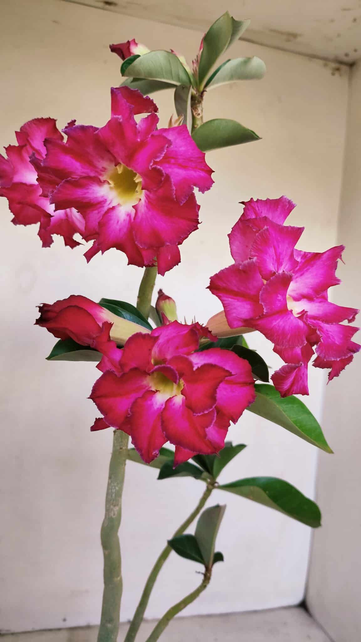 Planta Dobrada 3363 – 35cm – 02 anos - foto 3