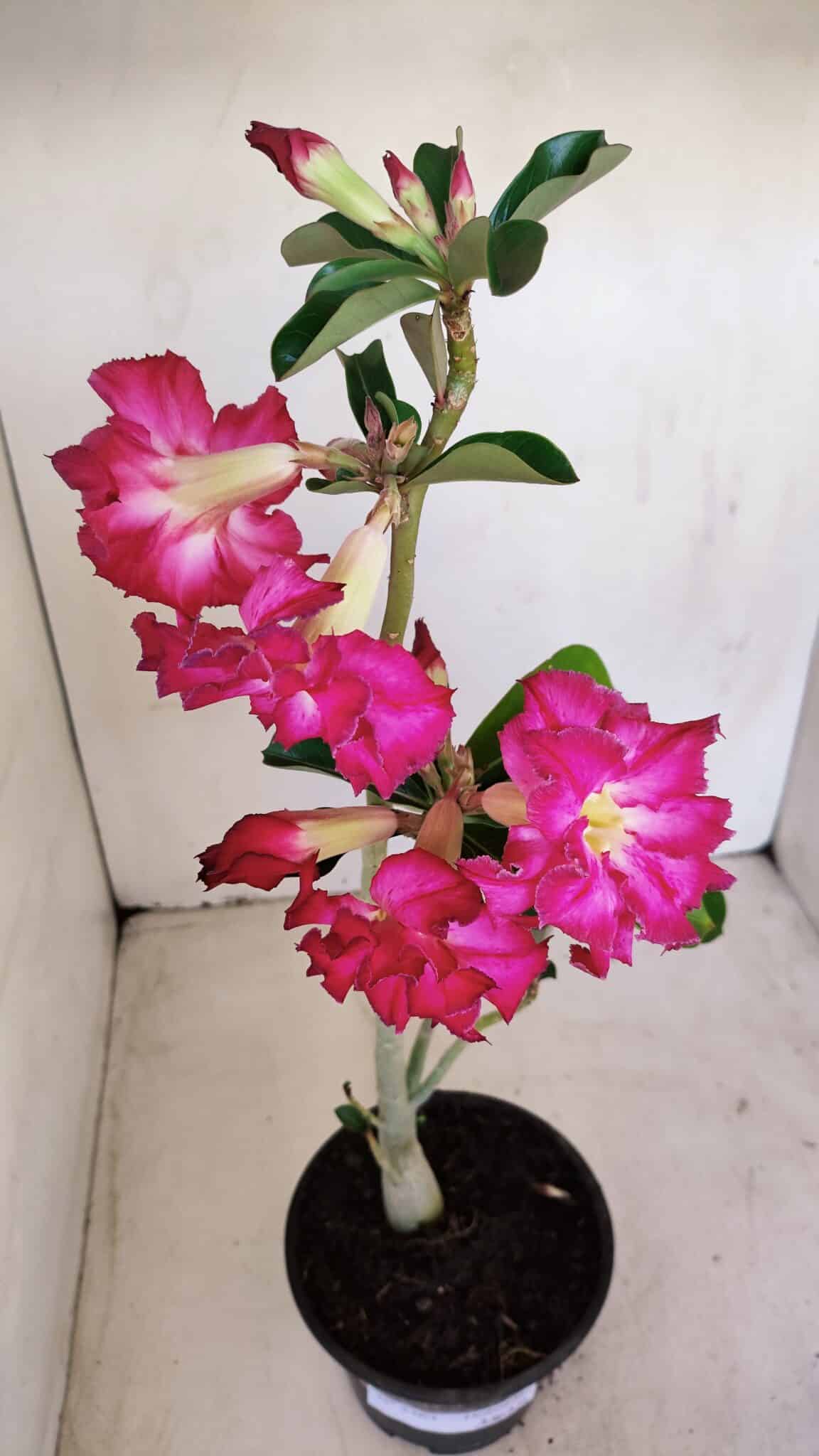 Planta Dobrada 3363 – 35cm – 02 anos - foto 4