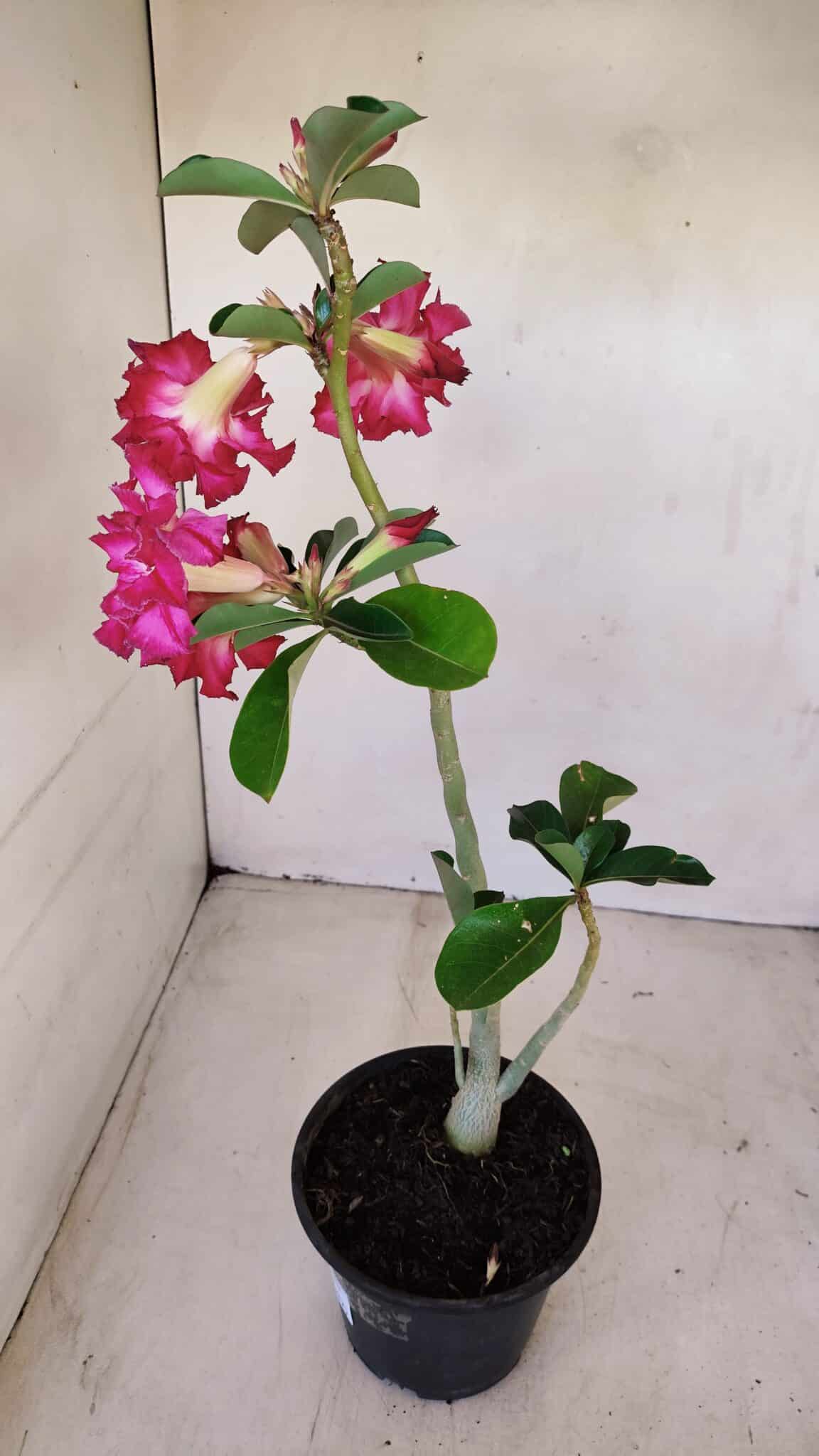 Planta Dobrada 3363 – 35cm – 02 anos - foto 6