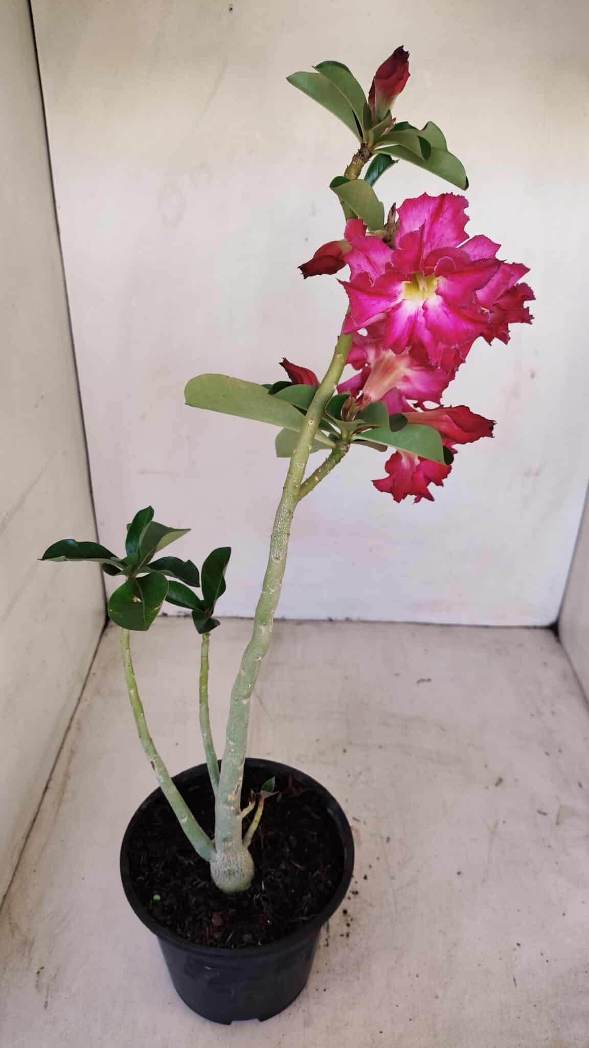 Planta Dobrada 3363 – 35cm – 02 anos - foto 5