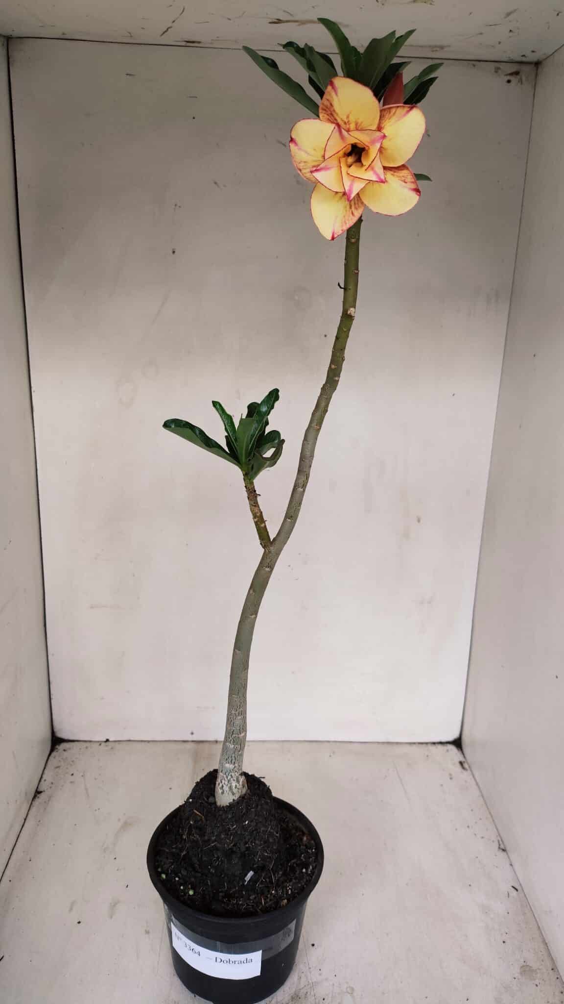 Planta Dobrada 3364 – 35cm – 03 anos - foto 2
