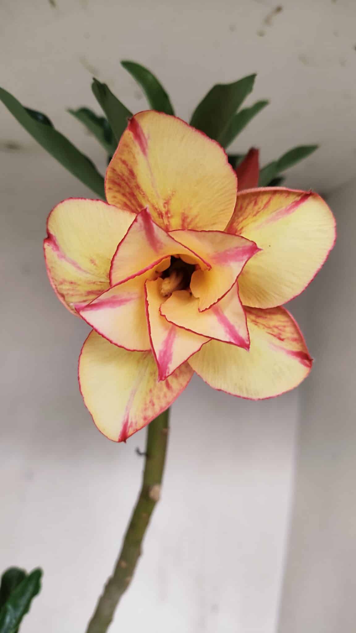 Planta Dobrada 3364 – 35cm – 03 anos - foto 3