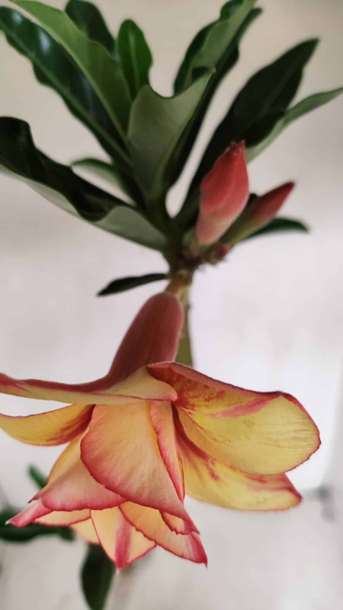 Planta Dobrada 3364 – 35cm – 03 anos - foto 4