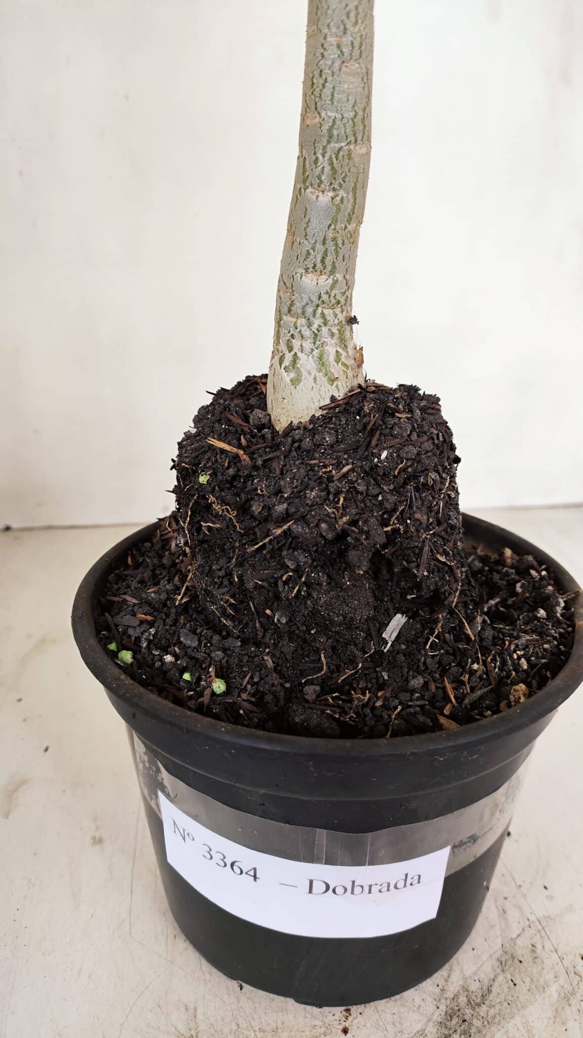 Planta Dobrada 3364 – 35cm – 03 anos - foto 7