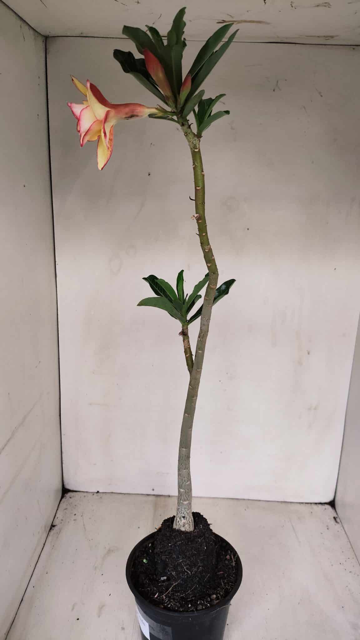 Planta Dobrada 3364 – 35cm – 03 anos - foto 6