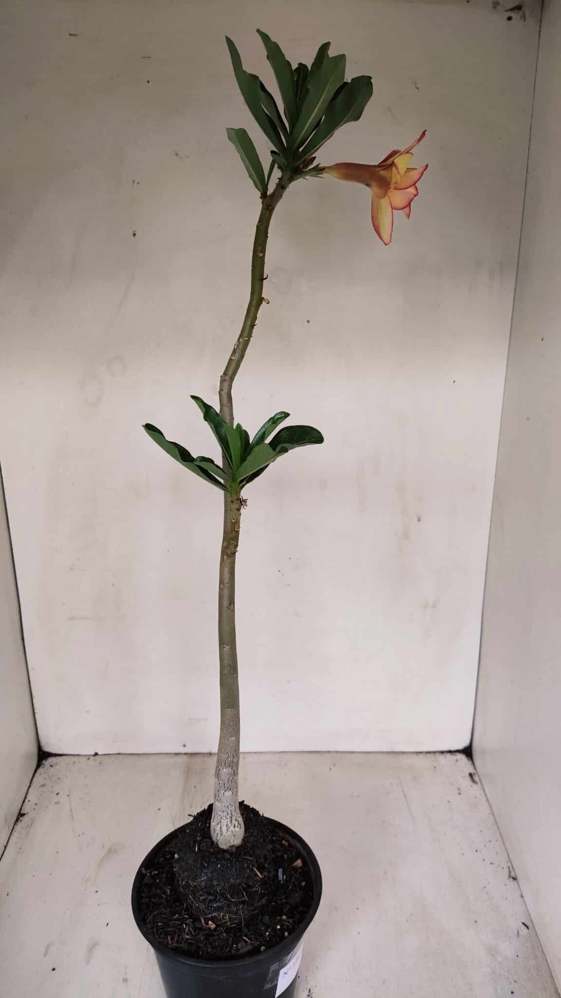 Planta Dobrada 3364 – 35cm – 03 anos - foto 5