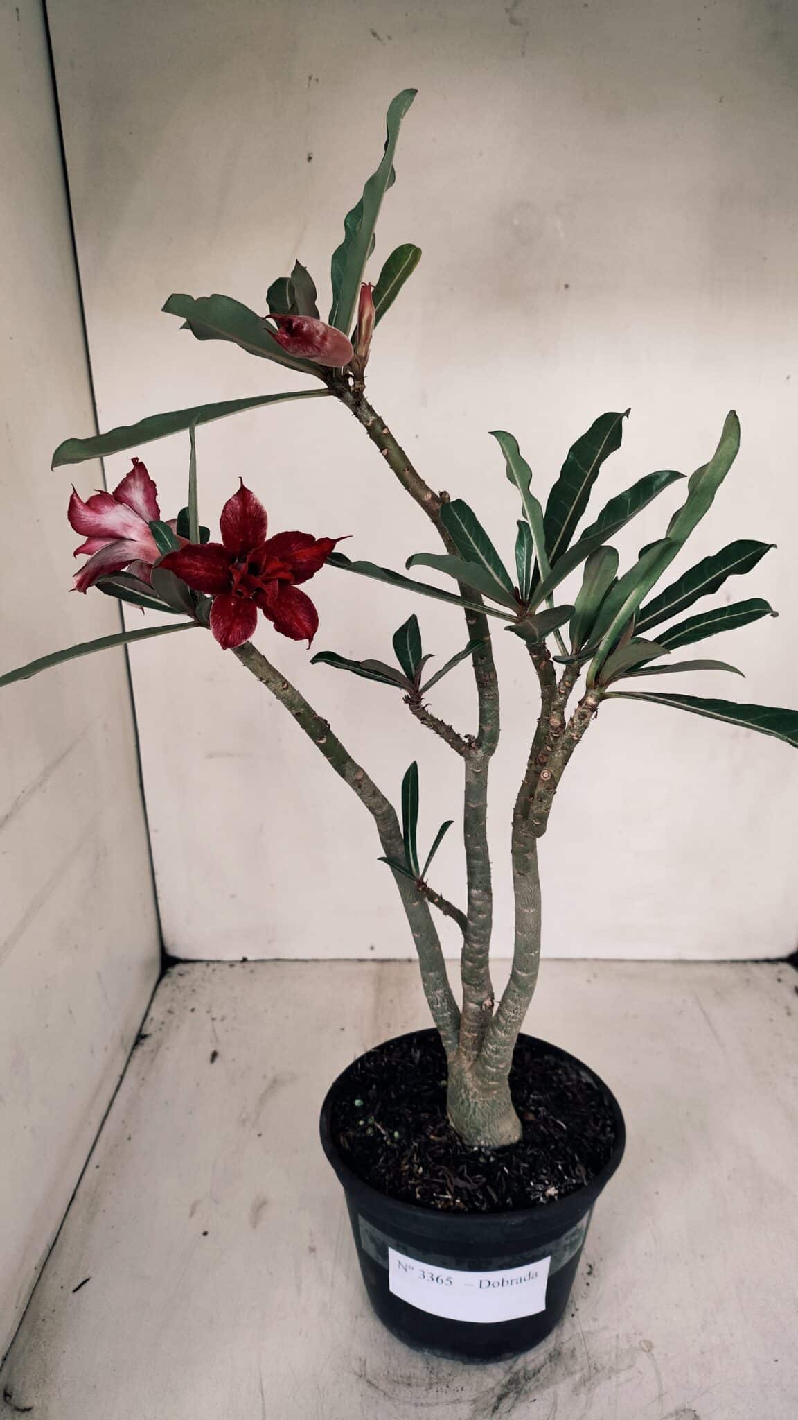 Planta Dobrada 3365 – 35cm – 03 anos - foto 2