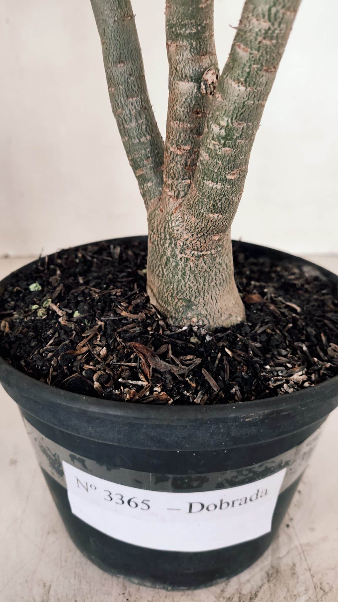 Planta Dobrada 3365 – 35cm – 03 anos - foto 7