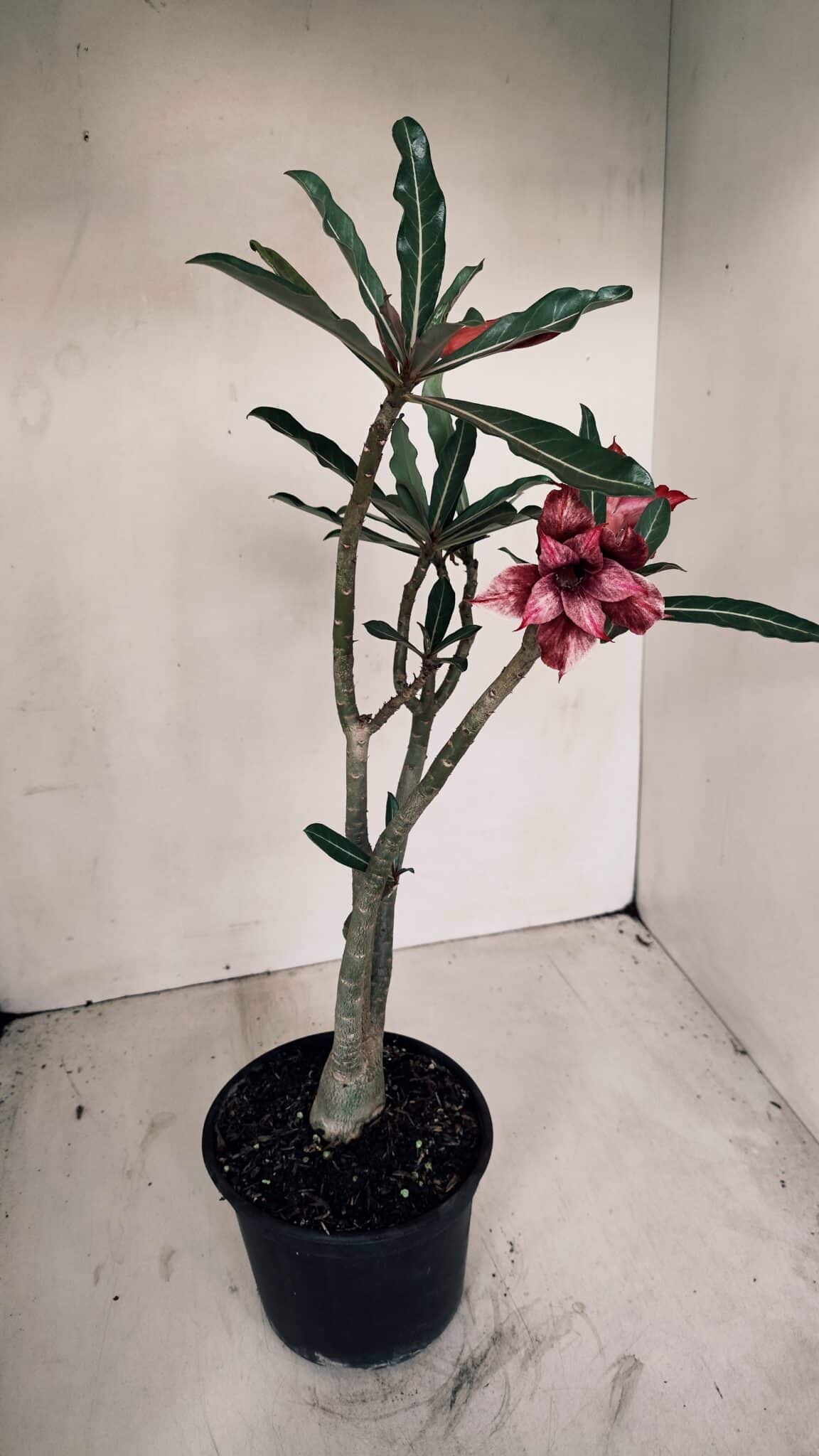 Planta Dobrada 3365 – 35cm – 03 anos - foto 4