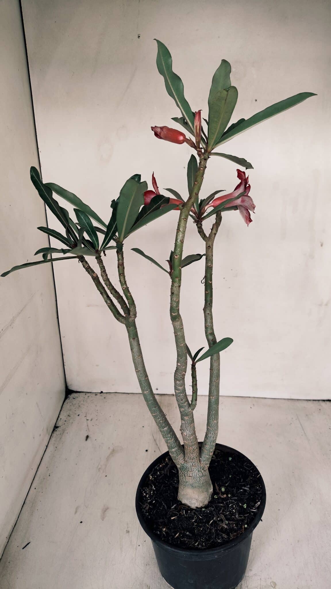 Planta Dobrada 3365 – 35cm – 03 anos - foto 6