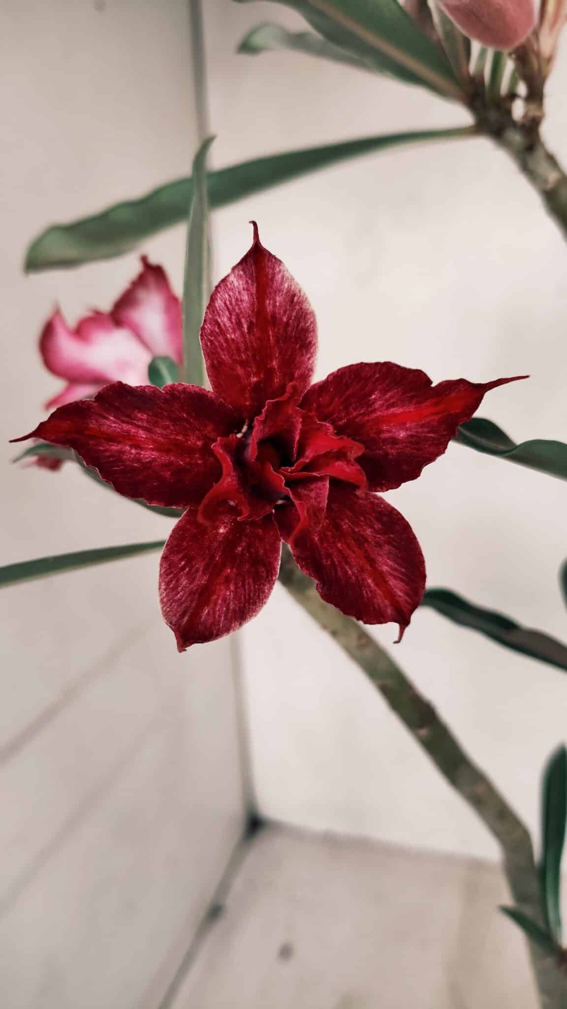 Planta Dobrada 3365 – 35cm – 03 anos - foto 3