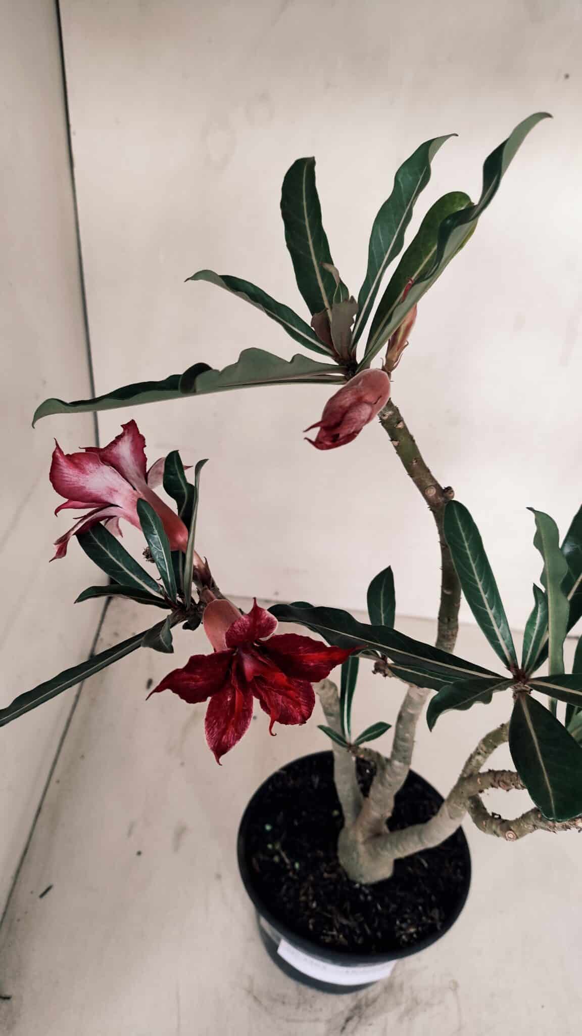 Planta Dobrada 3365 – 35cm – 03 anos - foto 5