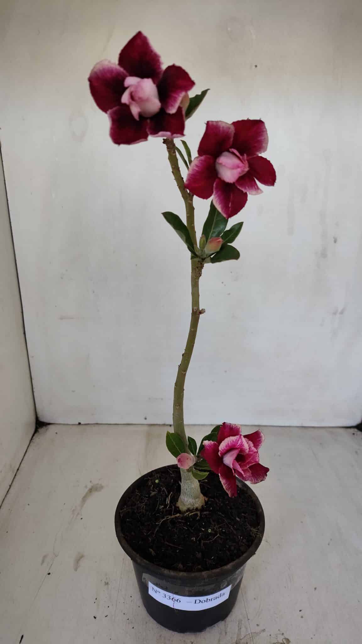 Planta Dobrada 3366 – 35cm – 03 anos - foto 2