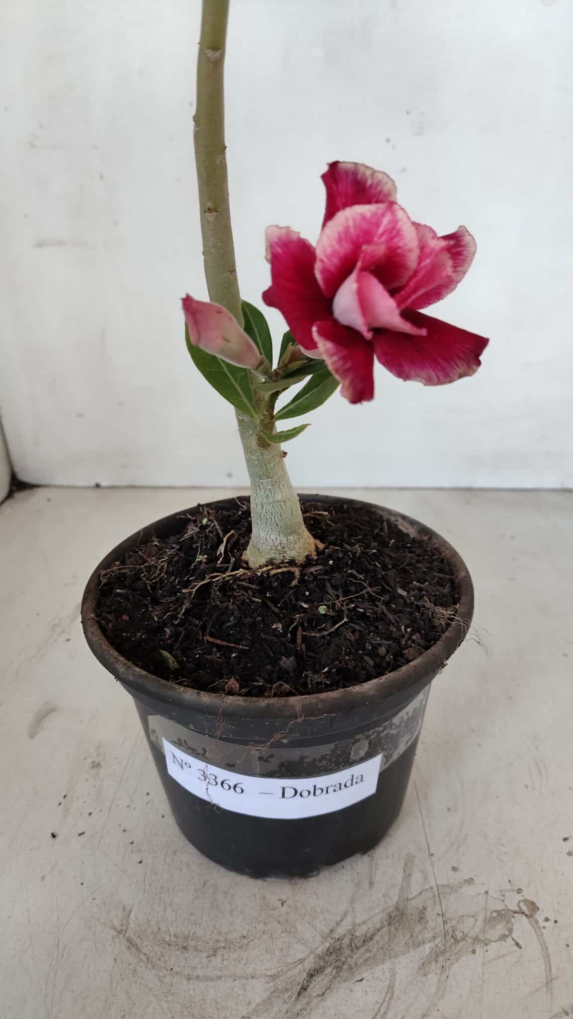 Planta Dobrada 3366 – 35cm – 03 anos - foto 5