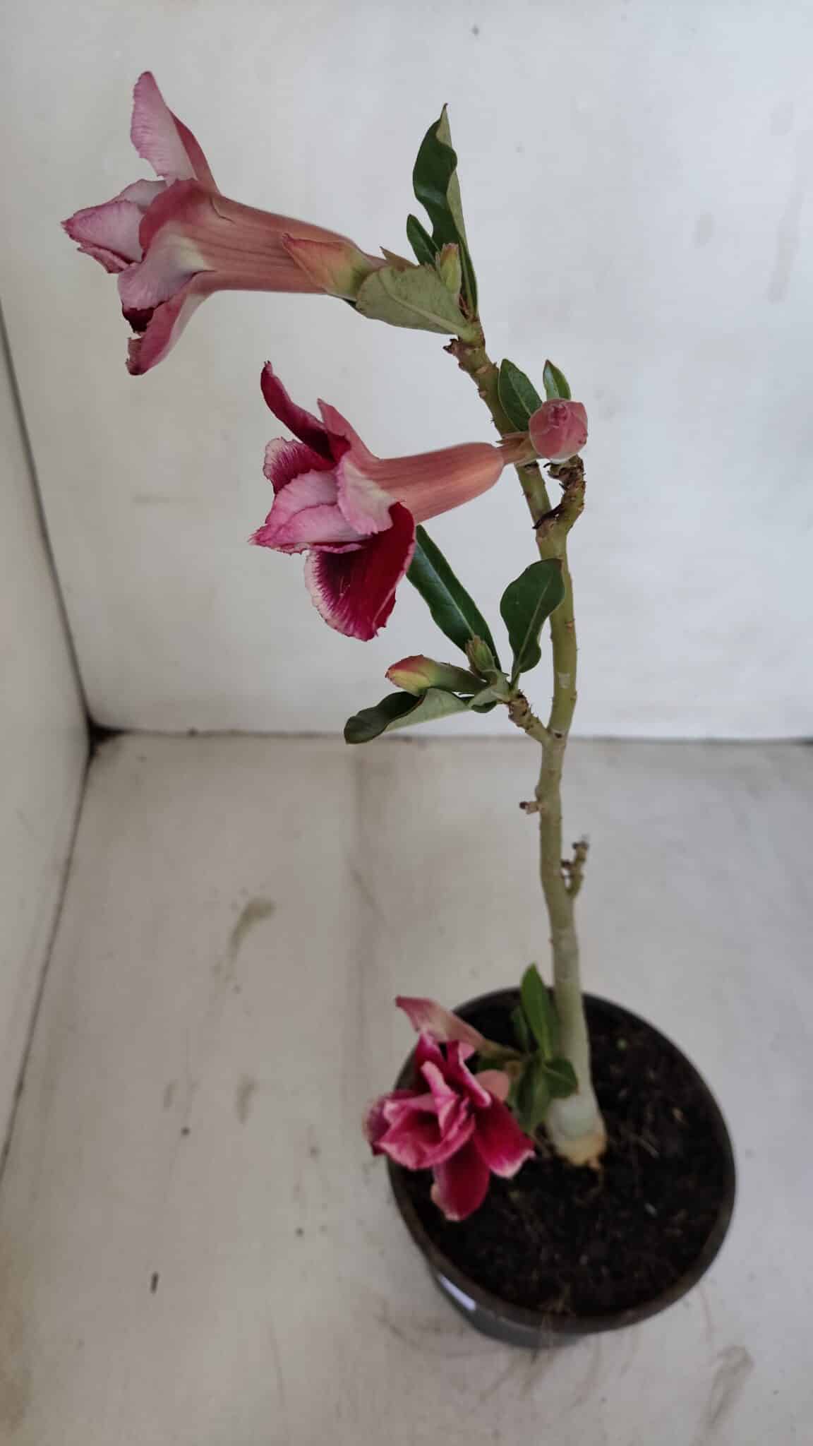 Planta Dobrada 3366 – 35cm – 03 anos - foto 7