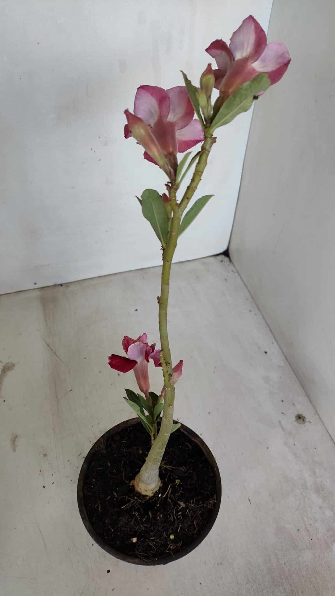 Planta Dobrada 3366 – 35cm – 03 anos - foto 6