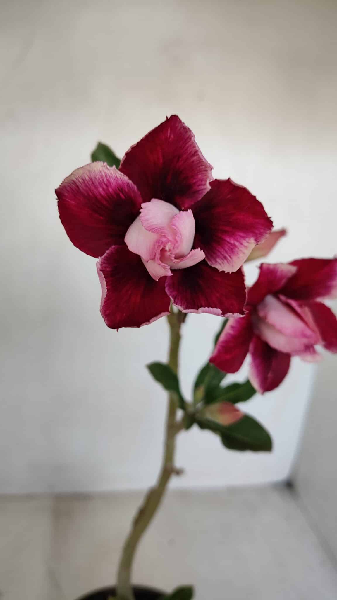 Planta Dobrada 3366 – 35cm – 03 anos - foto 3