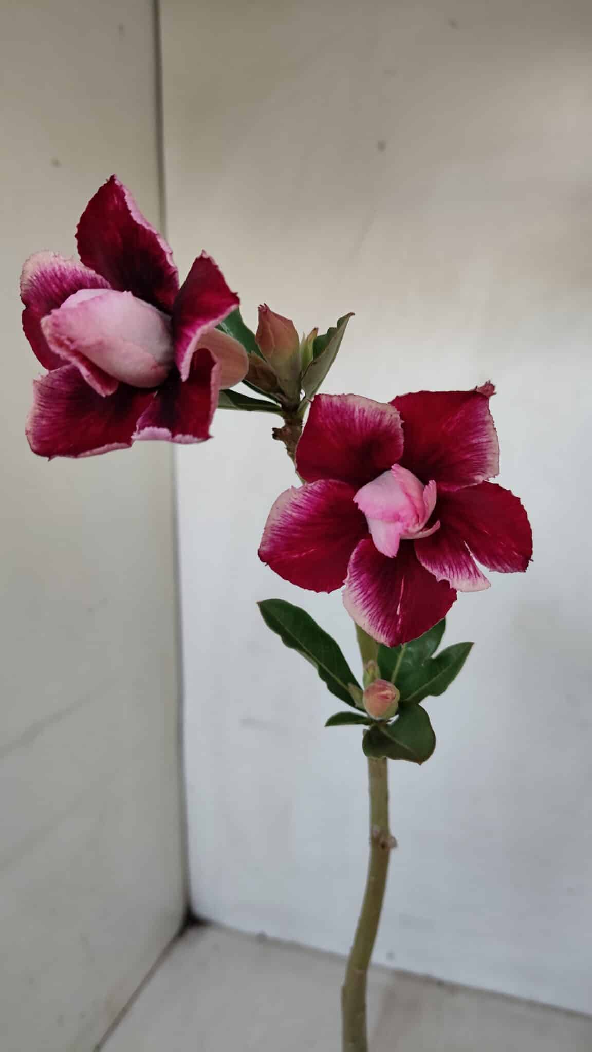 Planta Dobrada 3366 – 35cm – 03 anos - foto 4
