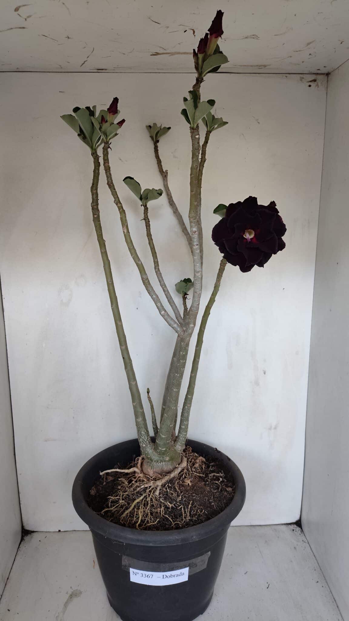 Planta Dobrada 3367 – 55cm – 05 anos - foto 2