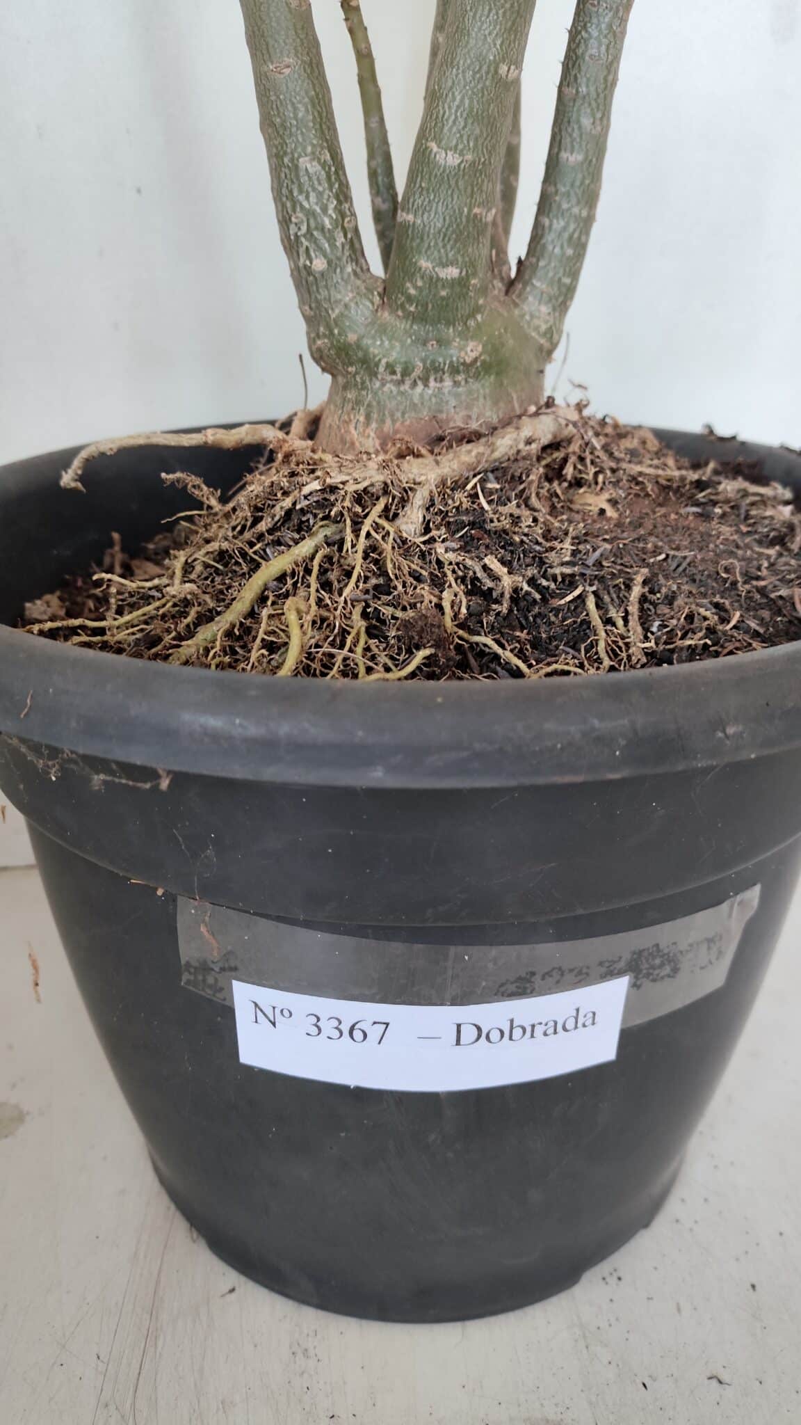 Planta Dobrada 3367 – 55cm – 05 anos - foto 8