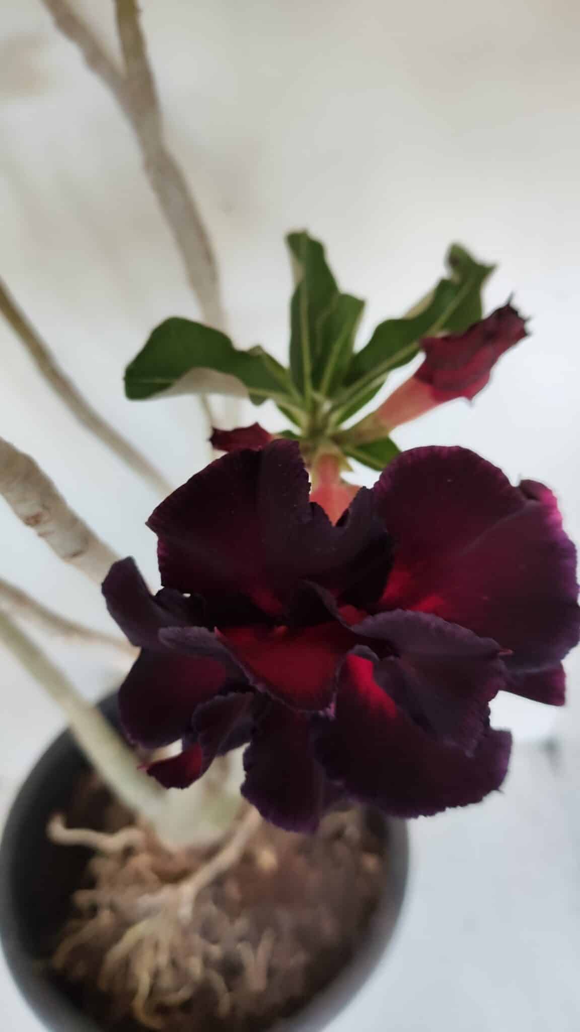 Planta Dobrada 3367 – 55cm – 05 anos - foto 4