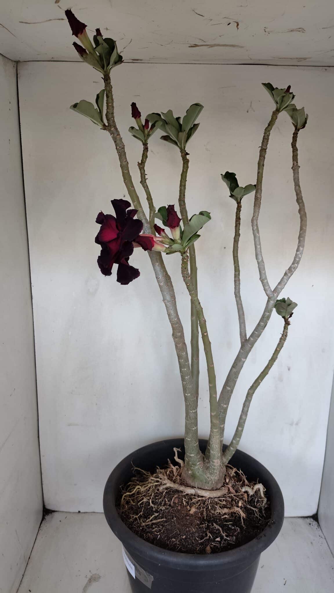 Planta Dobrada 3367 – 55cm – 05 anos - foto 7
