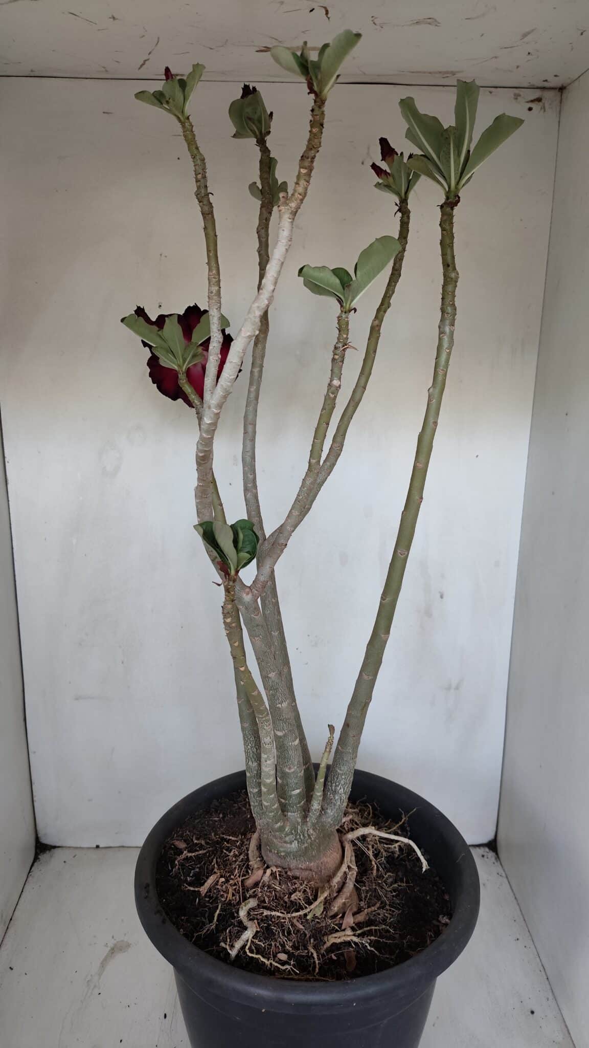 Planta Dobrada 3367 – 55cm – 05 anos - foto 6