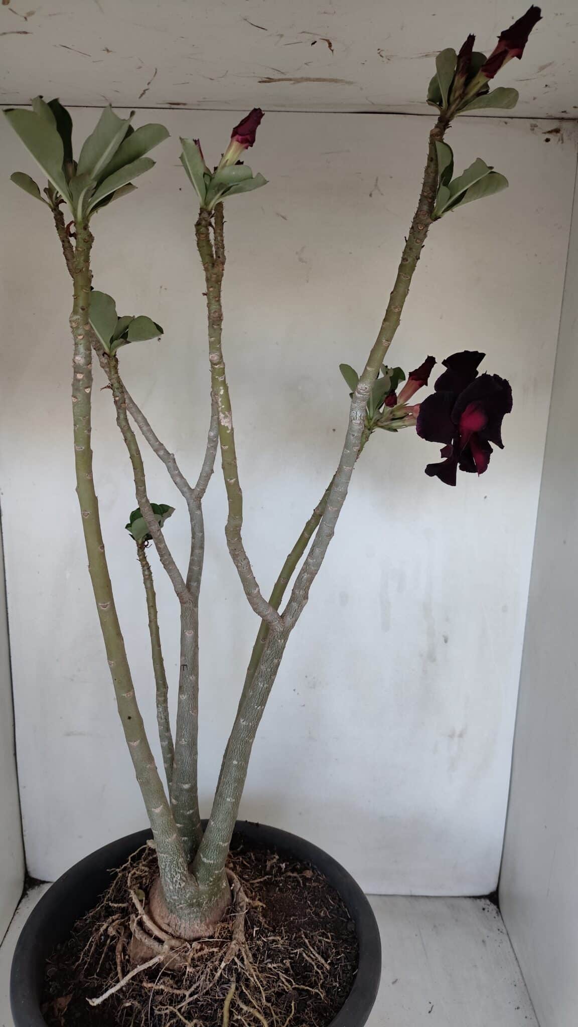 Planta Dobrada 3367 – 55cm – 05 anos - foto 5