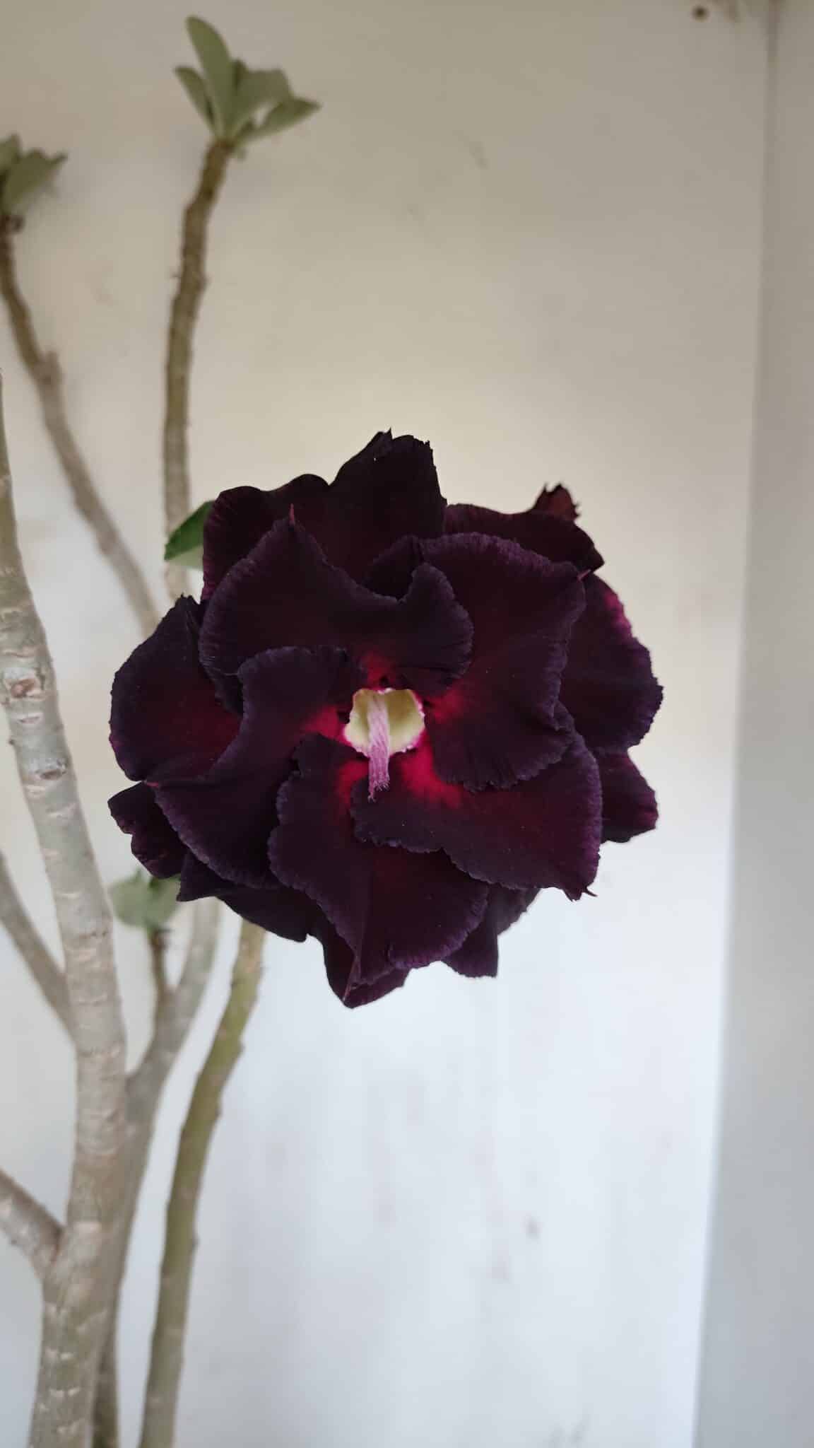 Planta Dobrada 3367 – 55cm – 05 anos - foto 3