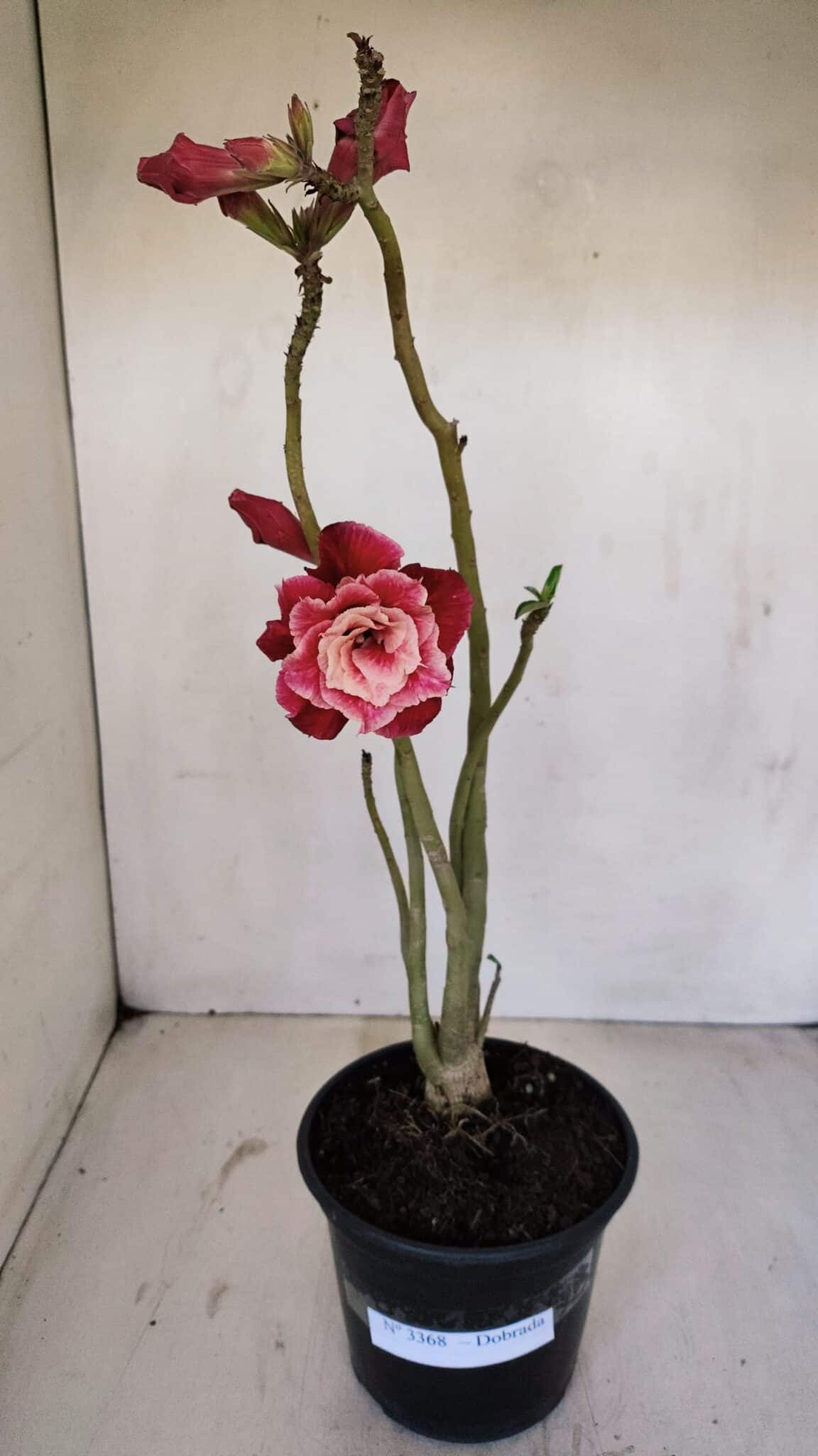 Planta Dobrada 3368 – 35cm – 03 anos - foto 2
